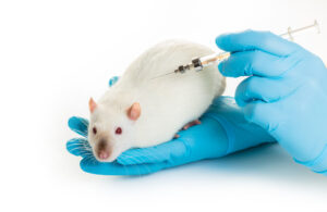 hands in medical gloves make white rat injection on white background hands in medical gloves make white rat injection on white background